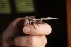 Daphnusa ocellaris
