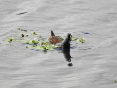 Porphyriops melanops