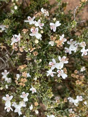 Westringia rigida