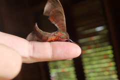 Daphnusa ocellaris