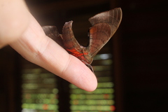 Daphnusa ocellaris