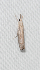 Culladia cuneiferellus