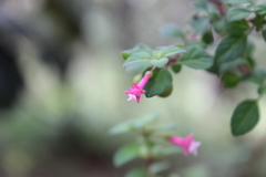 Fuchsia parviflora