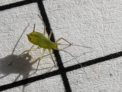 Macrosiphum