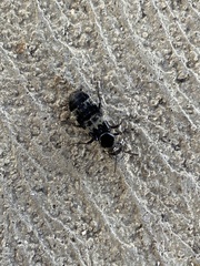 Creophilus maxillosus