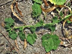 Modiola caroliniana