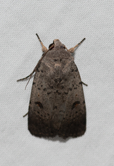 Proteuxoa hypochalchis