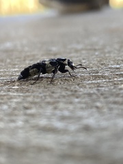 Creophilus maxillosus