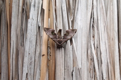 Daphnusa ocellaris