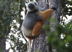Propithecus diadema