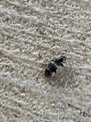 Creophilus maxillosus