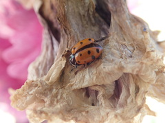 Hippodamia convergens