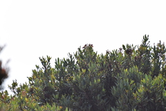 Comarostaphylis arbutoides