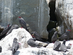 Larosterna inca