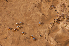 Mictyris longicarpus