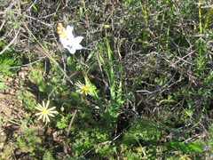 Ixia abbreviata abbreviata