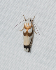 Plectophila eucrines