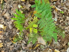 Athyrium