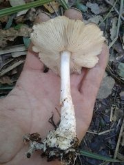 Lepiota