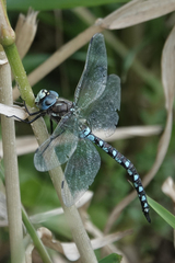Rhionaeschna californica