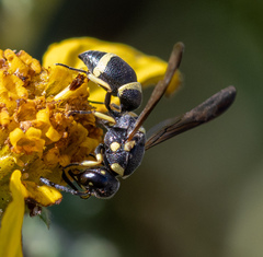 Parancistrocerus declivatus