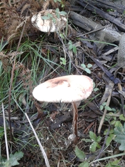 Lepiota