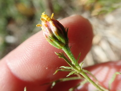Dyssodia papposa