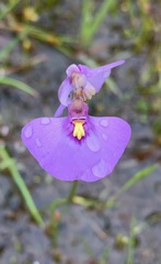 Utricularia barkeri