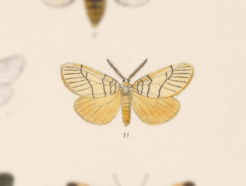 Leuculodes raspa