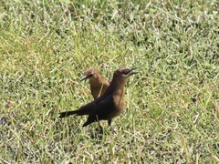 Quiscalus major westoni