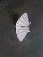 Urapteroides astheniata