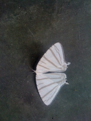 Urapteroides astheniata