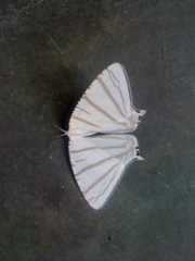 Urapteroides astheniata