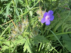 Geranium erianthum