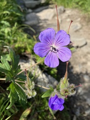 Geranium erianthum