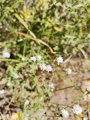 Florestina tripteris