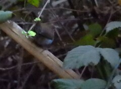 Thryomanes bewickii