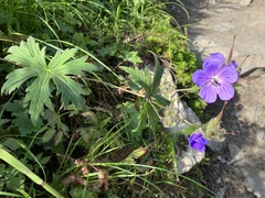 Geranium erianthum