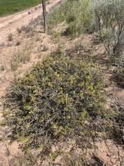 Acacia merrallii