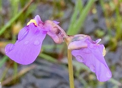 Utricularia barkeri