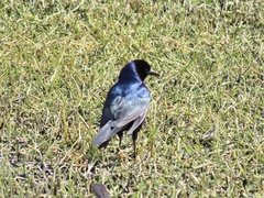 Quiscalus major westoni