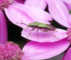 Rhypodes