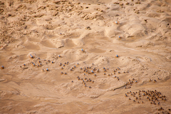 Mictyris longicarpus