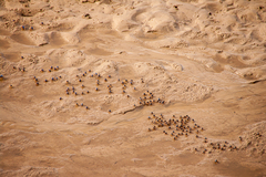 Mictyris longicarpus