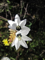 Ixia abbreviata abbreviata