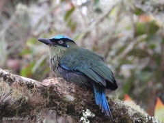 Momotus aequatorialis