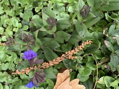 Pulmonaria officinalis