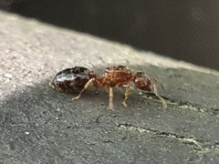 Crematogaster matsumurai