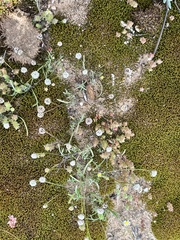 Brachyscome lineariloba