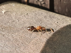 Crematogaster matsumurai